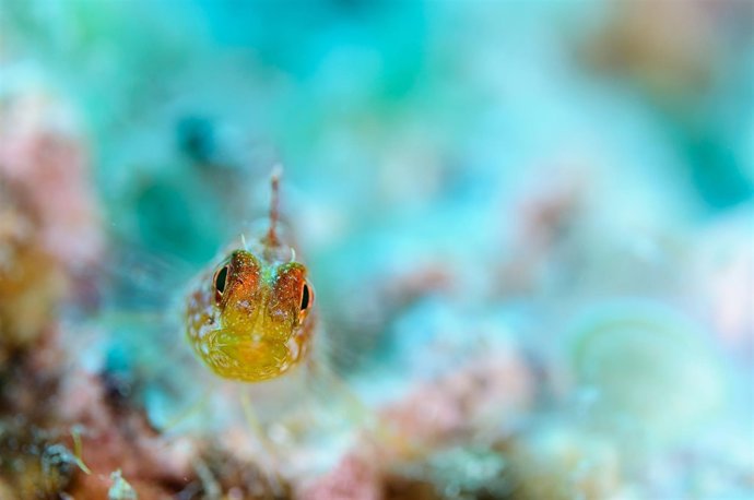 XI Memorial Climent Picornell