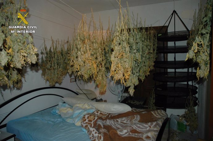 Marihuana dispuesta para su secado en un dormitorio