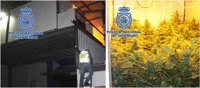 Desvela a la Policía su plantación de marihuana al pedir auxilio por la pelea con vecinos por los rebuznos de un burro