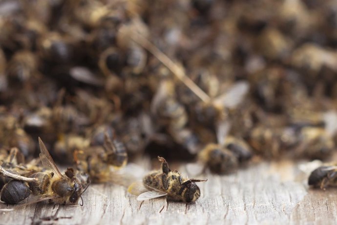 Grupo de abejas muertas