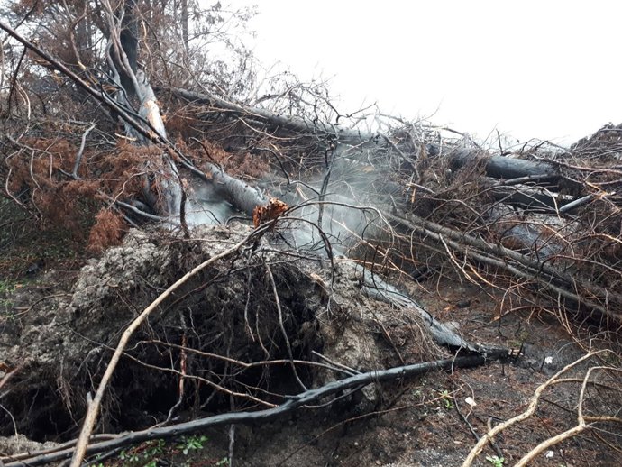 Turbera ardiendo en la Lagoa da Antela