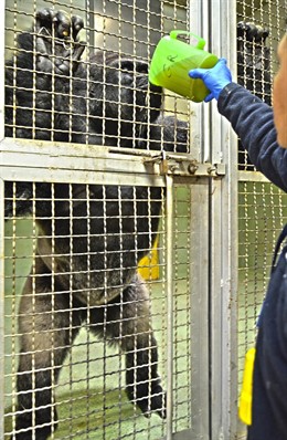 Un gorila del Bioparc tomando caldo de verduras contra el frío