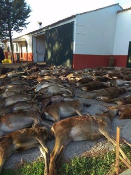 Animales abatidos en La Granada de Riotinto (Huelva).