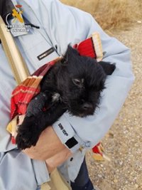 Investigan a dos personas en Zaragoza por maltrato animal tras abandonar un cachorro en la vía pública