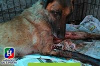 Héroes de 4 patas busca familia para Vespa, una perra que sirvió en Protección civil con una pata amputada