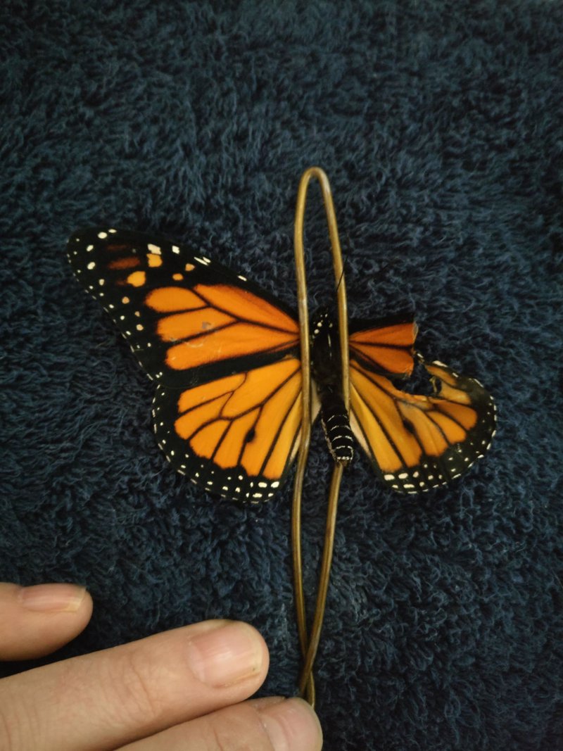 Una mujer practica una cirugía a una mariposa monarca con ala rota que le  permite volar de nuevo