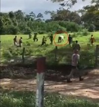 Hambruna en Venezuela: matan a pedradas a una vaca para comérsela