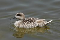 SEO/BIRLIFE propone plan para el fin de semana: salir con prismáticos a contar #Avesacuáticas