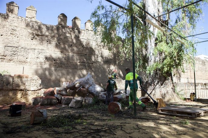 Trabajos del Ayuntamiento en el árbol que afecta a la Muralla de la Macarena