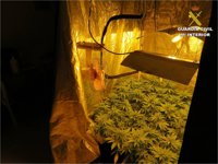 Detenido un hombre por violencia de género y por cultivar 37 plantas de marihuana