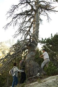 Un estudio coparticipado por la UPO revela cómo los árboles recogen los efectos de la contaminación atmosférica