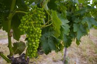 Andalucía trabaja en un proyecto para evaluar el papel del clima, el paisaje y manejo sobre biodiversidad en viñedos