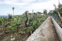 Clavijo abordará la modificación de la PAC con los ministros de Agricultura de Francia, España y Portugal