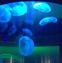 Sea Life Benalmádena incrementa un 10% el número de visitantes y mejora sus previsiones