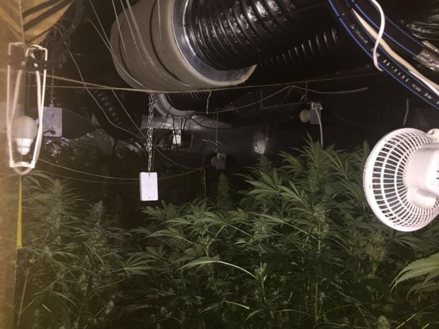 Plantación en el interior de la vivienda