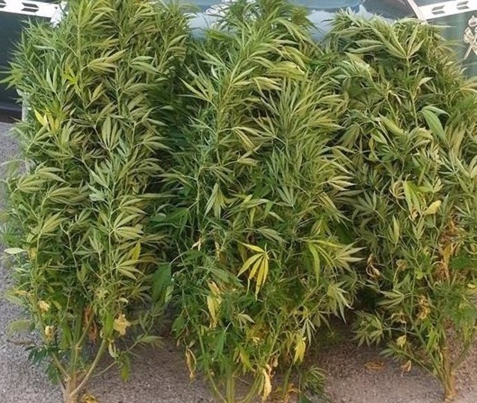 Unas plantas de marihuana