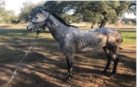 Pasa a disposición judicial la dueña de un caballo que causa un "grave riesgo" para la circulación en Badajoz