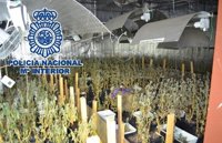 Intervenidas 453 plantas de marihuana en un chalet de Marbella por el "fuerte olor a cannabis"