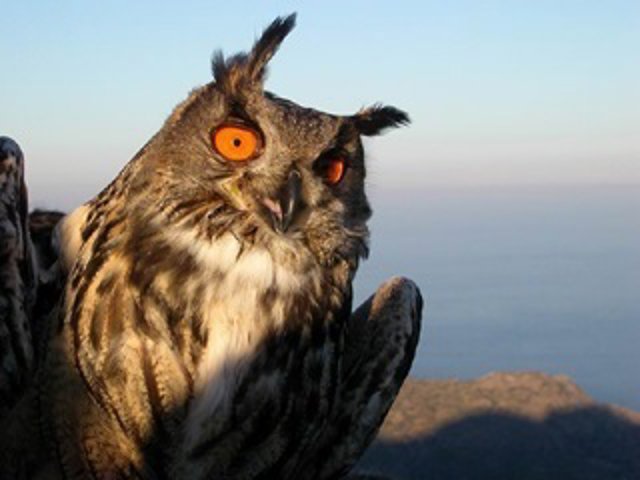 Búho real del Parc Natural de Cap de Creus