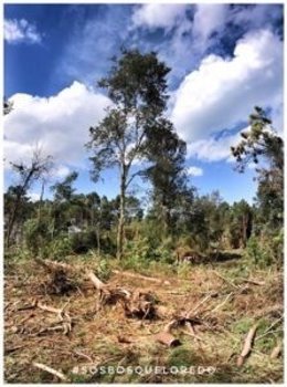 Tala en el bosque de Loredo 