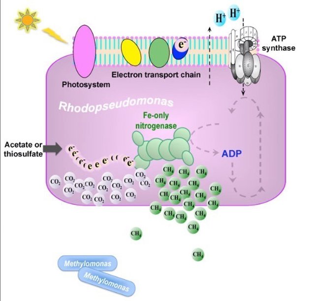 Descripción del proceso de emisión de metano
