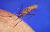 Foto: Descubren que el parásito de la malaria se hace supermutante para resistir al arsenal de fármacos