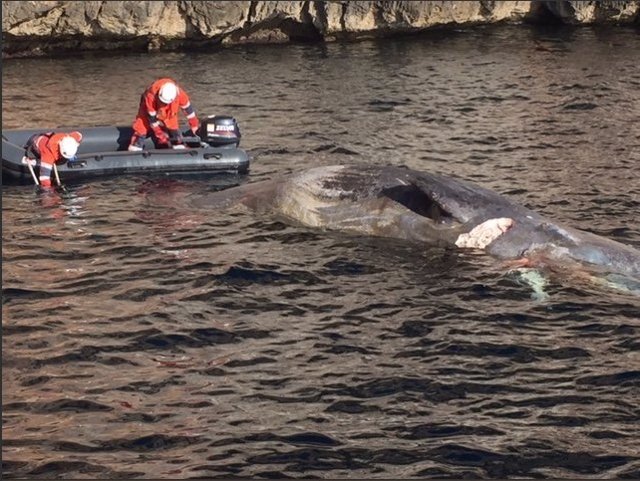 Salvamento Marítimo remolca el cadáver de un cetáceo hasta una cala de Pollença