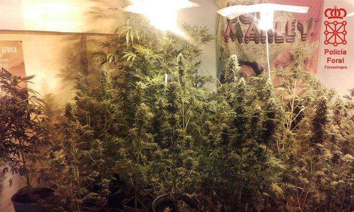 Plantación de marihuana intervenida por la Policía Foral.