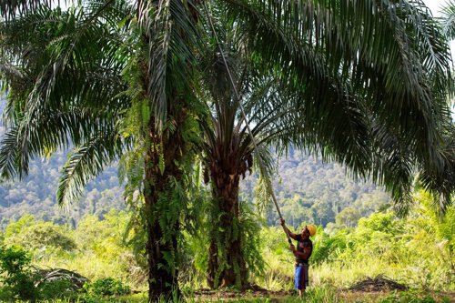 Plantación de aceite de palma sostenible