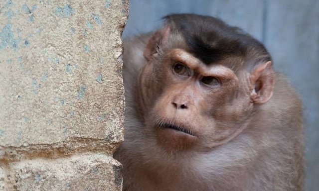 Expresión gestual en un macaco
