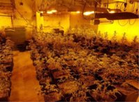 Decomisadas 156 plantas de marihuana en el distrito de Sant Andreu de Barcelona