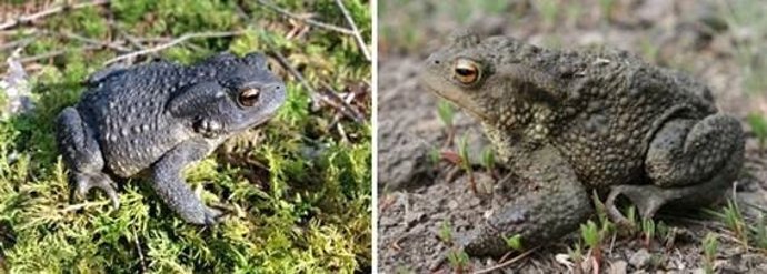 Sapo común ibérico y sapo común europeo