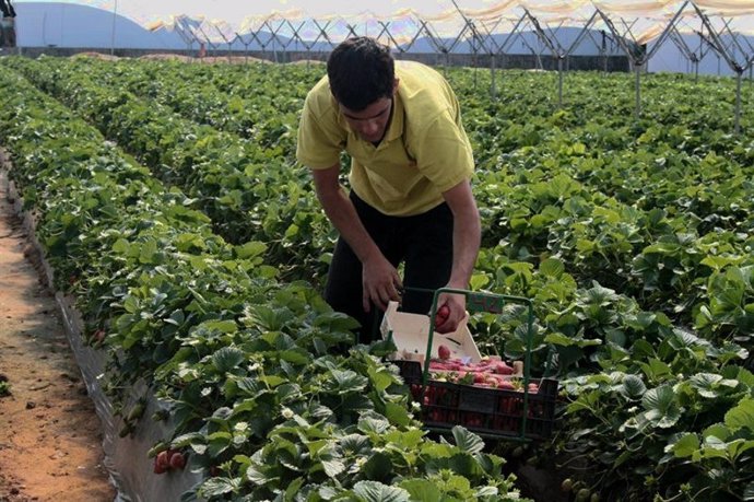 Un trabajador en la campaña de la fresa.