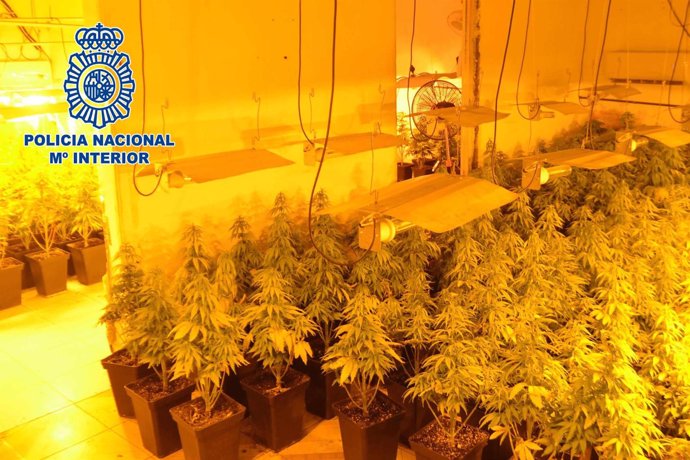 Nuevo Golpe Al Tráfico De Drogas En Almería Con 400 Plantas De Marihuana Incauta