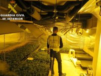 Descubren 955 plantas de marihuana escondidas en una casa de L'Eliana (Valencia)