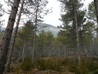 Juntos por los Bosques, decepcionado por las lagunas en fiscalidad y financiación del plan de actuación forestal