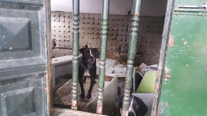 Perros encerrados en una nave de Algeciras
