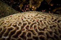 Un ingeniero español quiere recaudar 5.700 euros para frenar el blanqueamiento de corales en Koh Tao (Tailandia)