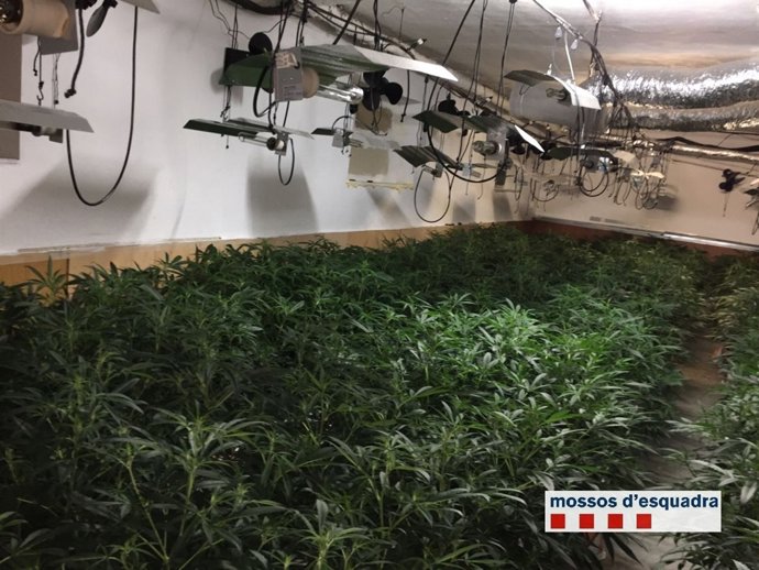 Dos detinguts per conrear 1.342 plantes de marihuana