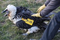 La Dirección General de Sostenibilidad lleva a cabo el marcaje de quince quebrantahuesos en el Pirineo