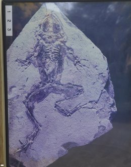Imagen de uno de los fósiles hallados en el municipio de Libros (Teruel)