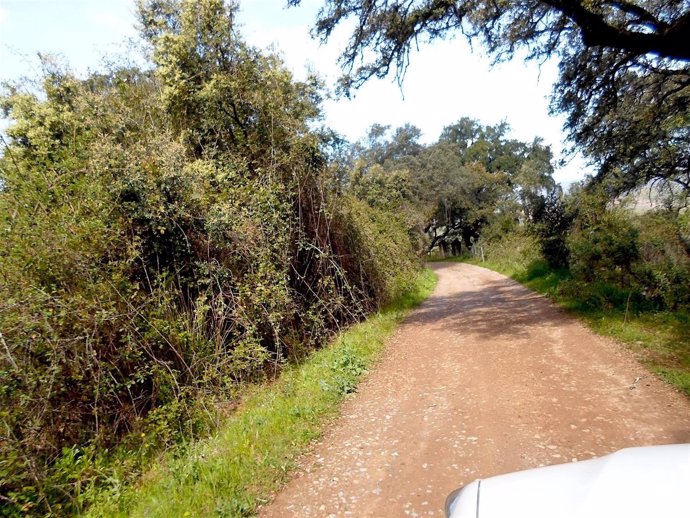 Un camino rural en Higuera de la Sierra