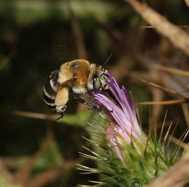 Diferentes estudios permiten descubrir un total de 195 especies de abejas y avispas en S'Albufera de Mallorca