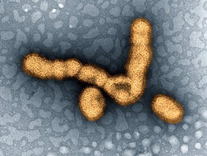 Partículas del virus de la gripe