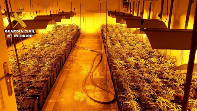 Cultivo de marihuana intervenido en Gasteiz. 