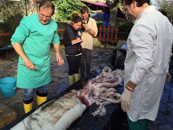 Necropsia realizada a calamar gigante hallado vivio en 2016 en Galicia