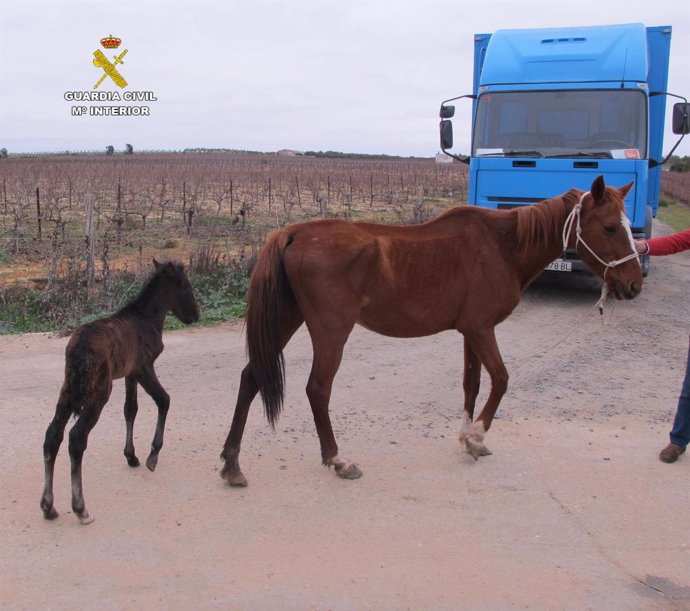 Localizan en Chucena a once equinos abandonados y desnutridos.
