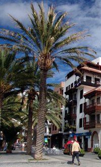 Medio Ambiente crea un 'Mapa de palmeras canarias' con casi 556.000 ejemplares