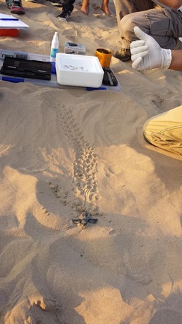 Premsa Ub Els Nius Esporàdics De La Tortuga Babaua Poden Ser Determinants Per Al