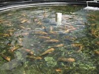 Azti lidera un proyecto para impulsar nuevas estrategias de valorización de subproductos de la acuicultura